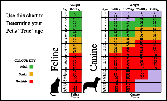 Glenkirk Animal Hospital  - Surveillance Screening